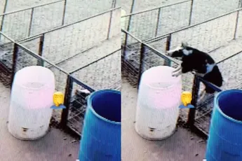 Varkentje wast zichzelf wel even. Per ongeluk