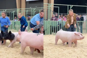 Parcours voor varkens is echt geen grap