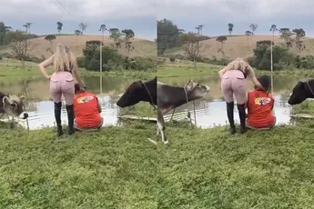 Nieuws uit de natuur: Je krijgt een rund, als je met een roze broek stunt