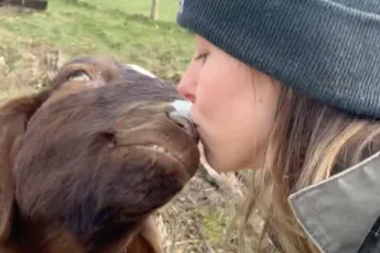 Geit is knetterverliefd en maakt daar geen geheim van
