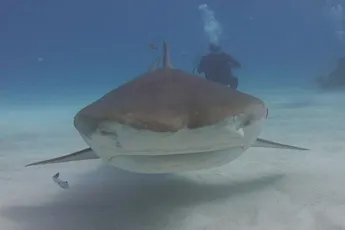 Tijgerhaai had het op GoPro gemunt