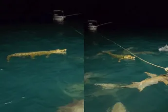 Australische dingen die ook echt alleen in Australië kunnen