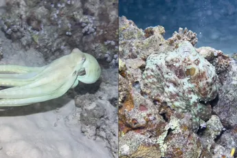 En maar weer eens het bewijs dat octopussen eigenlijk aliens zijn