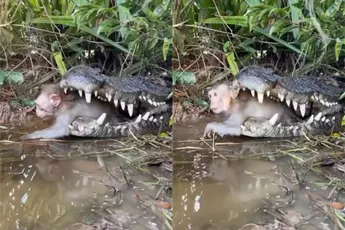 Dag aapje: Deze krokodil heeft zijn avondmaal al gekozen