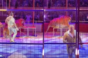 Deze tijger is waarschijnlijk de dikste die in een circus werkt