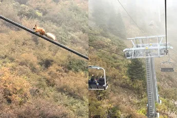 Eekhoorn moet echt rennen voor zijn leven op een kabelbaan