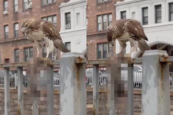 Roodstaartbuizerd heeft een ‘lekker hapje’ gevonden