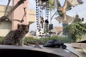 Aaawww, schattig: kitten is gered dankzij de voorruit