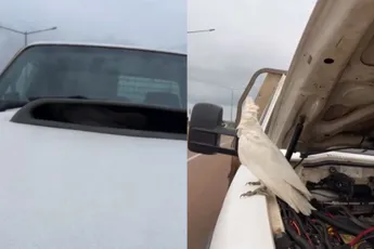 Aussie moest even stoppen om wat Australische wildlife onder zijn motorkap te bevrijden