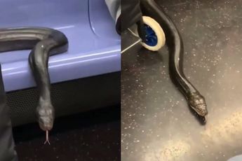 In metro van New York kun je ook dit huisdier meenemen, blijkbaar…