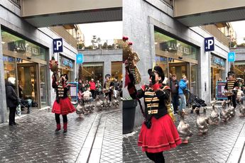 De ganzen harmonie in Valkenburg gaat de hele wereld over