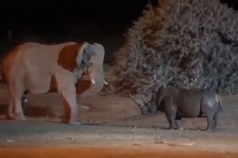Neushoorn weet nu ook dat je niet het gevecht aan moet gaan met een olifant