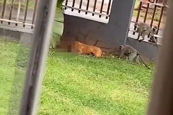 Ondertussen in Zuid-Afrika: Hond Zoe stuurt aapje naar eeuwige jachtvelden