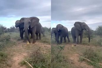 Op safari: zo dichtbij komt een olifant nooit