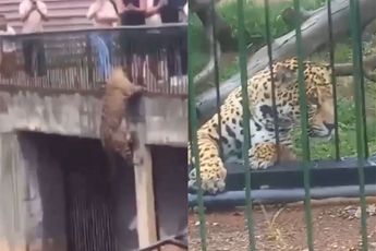 Prioriteit 1 voor dierentuin 'Zoológico de Brasília' is jaguar verblijf beter beveiligen