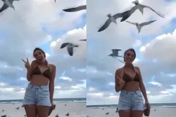 Meeuw doet een verwoede poging tot bikini-topje pikken