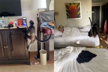 Aapje komt op visite in hotelkamer in Mexico