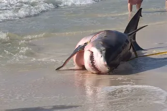 Bijzonder: Enorme, zwangere mensenhaai spoelt aan in Florida