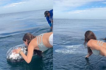Cameraman heeft opdracht goed begrepen tijdens zeldzame ontmoeting met een walvis