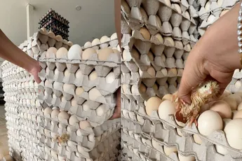 Eitje erbij? Wacht even, daar piept iets...