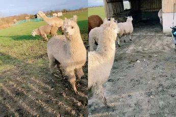 Eric de Alpaca is hitsig en zorgt voor chaos op de boerderij
