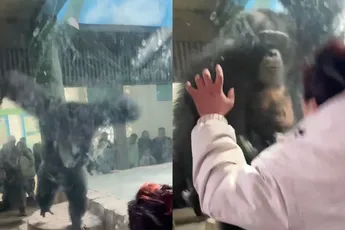 Zonder glas ertussen zou hij dit gevecht met een aap nooit winnen