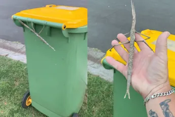 Aussie heeft een wandelende tak gevonden die wel iets weg heeft van een wandelende boomstam
