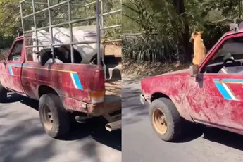 Hond in El Salvador laat zich niet gek maken en geniet gewoon van zijn lift