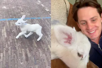 Een lammetje als huisdier