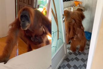 Orang-oetan komt gezellig logeren in Indonesië