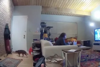 Schrikkende kat verandert in een projectiel