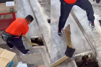 Enorme King Cobra vangen omdat iedereen beter af is zonder zo’n beest