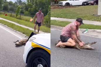 Florida Man Mike Dragich dook op een alligator om de buurt weer veilig te maken