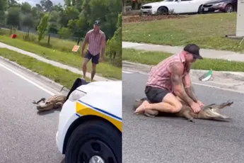 Florida Man Mike Dragich dook op een alligator om de buurt weer veilig te maken