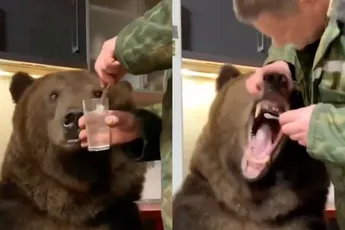 Patser poetst de tanden van zijn “huisdier” de beer