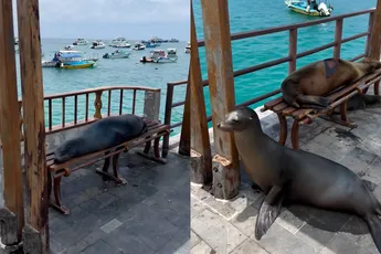 Als zeeleeuw is het leven top: Lekker chillen wanneer je maar wilt