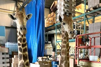 Leuk object voor in huis: Opgezette giraffe van 265 centimeter hoog