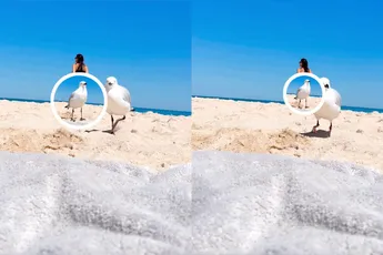 Meeuwen zijn vanaf nu de meest gehate vogels