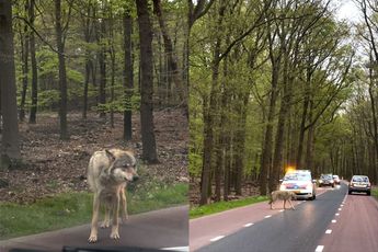 Om voedsel bedelende wolf gespot in Ermelo