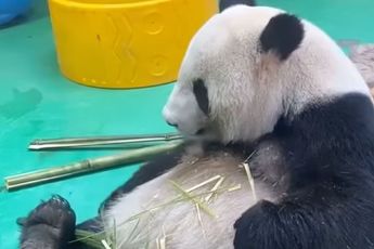 Wat je altijd al hebt willen zien: Een poepende panda