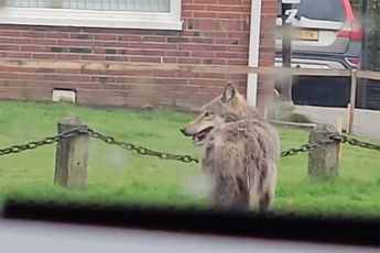 Wolf maakt ommetje door Eelde