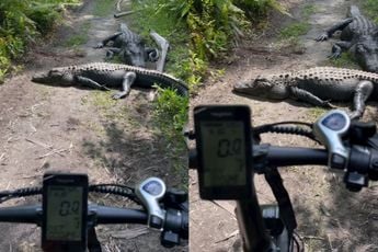 Ach kijk nou, liggen er toch wat alligators op je fietspad