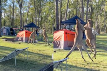 Twee echte Aussies vechten onenigheid op een camping uit