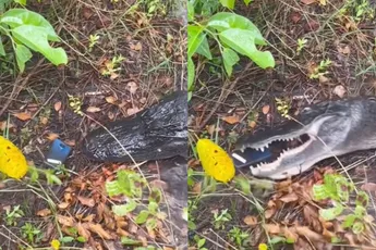 Even een alligator filmen had niet heel veel slechter kunnen verlopen