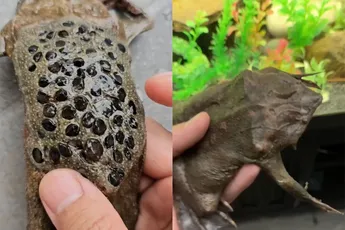 Hoe de Pipa kikker kleine kikkertje op de wereld zet is fascinerend