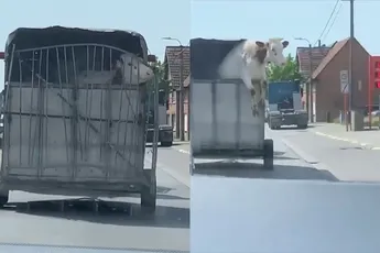 Koe in Belgische Durmen heeft geen zin meer om mee te rijden en ontsnapt