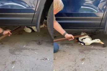 Boer redt eend die zwarte rattenslang tegenkwam