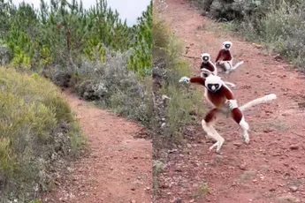 Kroe, kroe, kroe: Maki’s springen als ninja’s uit de bosjes