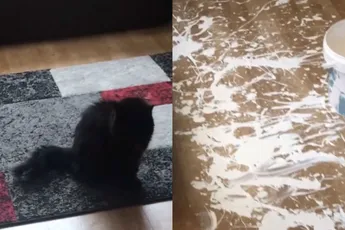 Kat Pepsi of toch baasje verantwoordelijk voor chaos in huis?