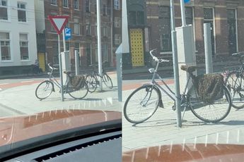 Bijen hebben fiets in Arnhem ingenomen